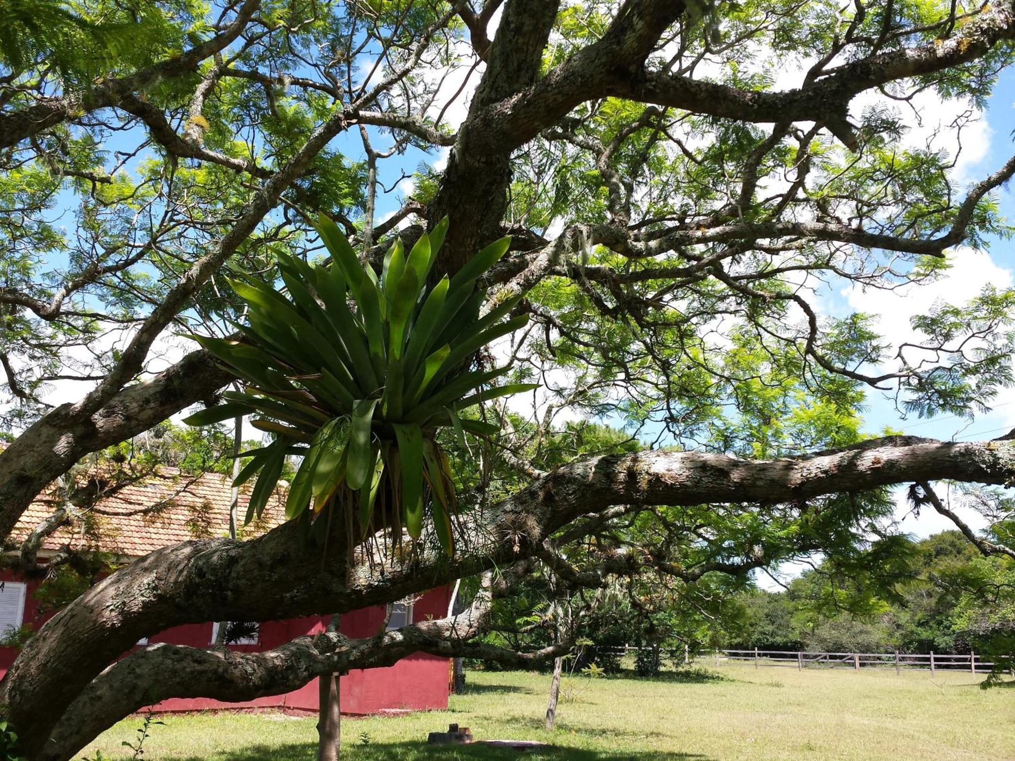 Aldeia Santuario Das Aves Tavares Стая снимка